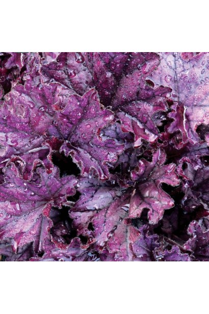 Темно-фіолетове рифлене листя гейхери Форевер Пурпур 